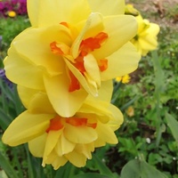 Narcyz (Narcissus L.