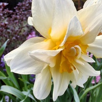  Narcyz (Narcissus L