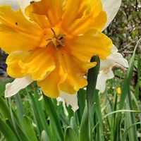 Narcyz (Narcissus L.)