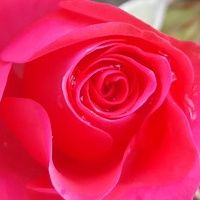 Róża na Dzień Matki