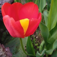 Tulipan z łatką.
