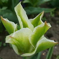 Tulipan zielony...