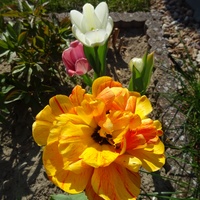Tulipanowe trio
