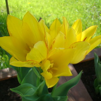 Tulipanowy bukiet:)