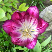 Tulipan wiosenny kwiat