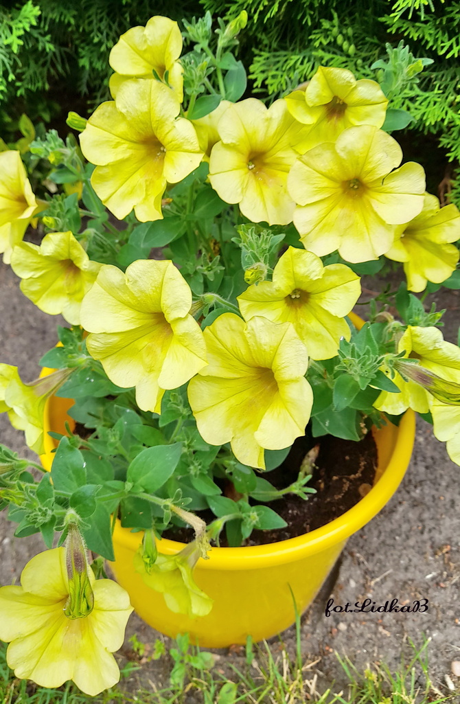 Petunia ogrodowa żółta
