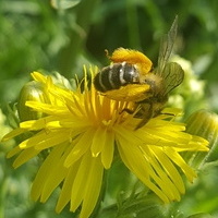kwiat i pszczółka....
