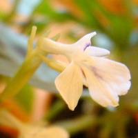 Kwiat Maranty,olbrzy