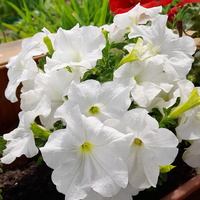 Petunia ogrodowa biała
