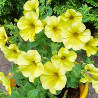 Petunia ogrodowa żółta