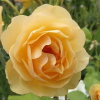 Róża Królowa Lata