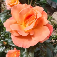 Róża krzewiasta TEQUILA 