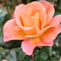 Róża krzewiasta TEQUILA 
