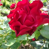 Róża (Rosa L.)