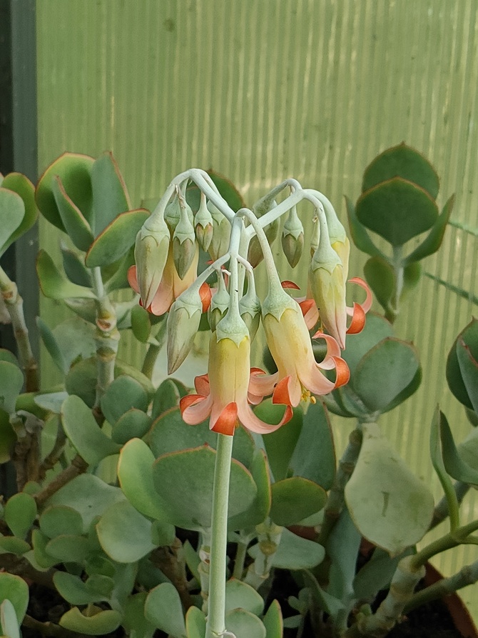 Kolejny kwiatostan  ( Cotyledon orbiculata :)
