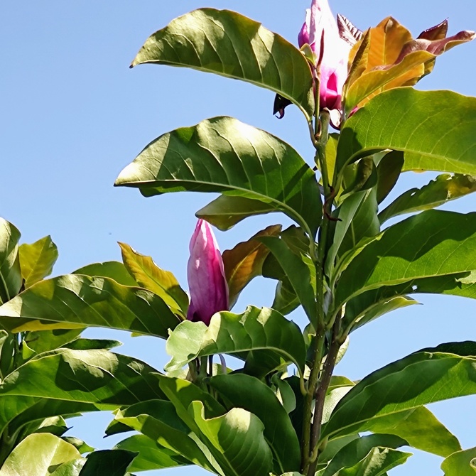 Magnolia (Magnolia L.