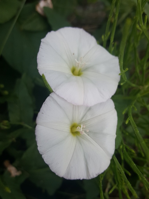 Wszędzie te białe kwiatki