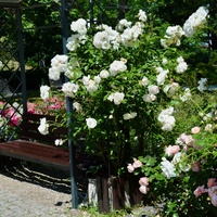 Ławeczka dla zakochanych i róże w parku