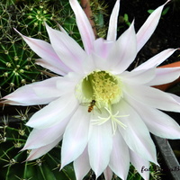 Echinopsis-moje kaktusy