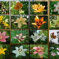 Kolejna seria lilii:)