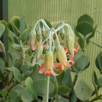 Kolejny kwiatostan  ( Cotyledon orbiculata :)