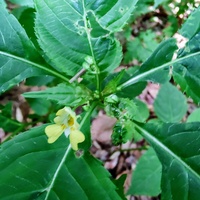 Niecierpek drobnokwiatowy (Impatiens parviflora ) 