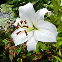 Pachnąca  biała lilia