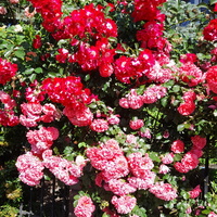 Róża  rabatowa wielkokwiatowa