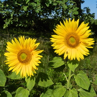 Słoneczne kwiaty,słoneczniki