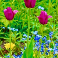 tulipany na wybiegu