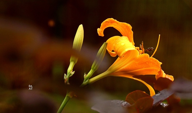  Słoneczny liliowiec