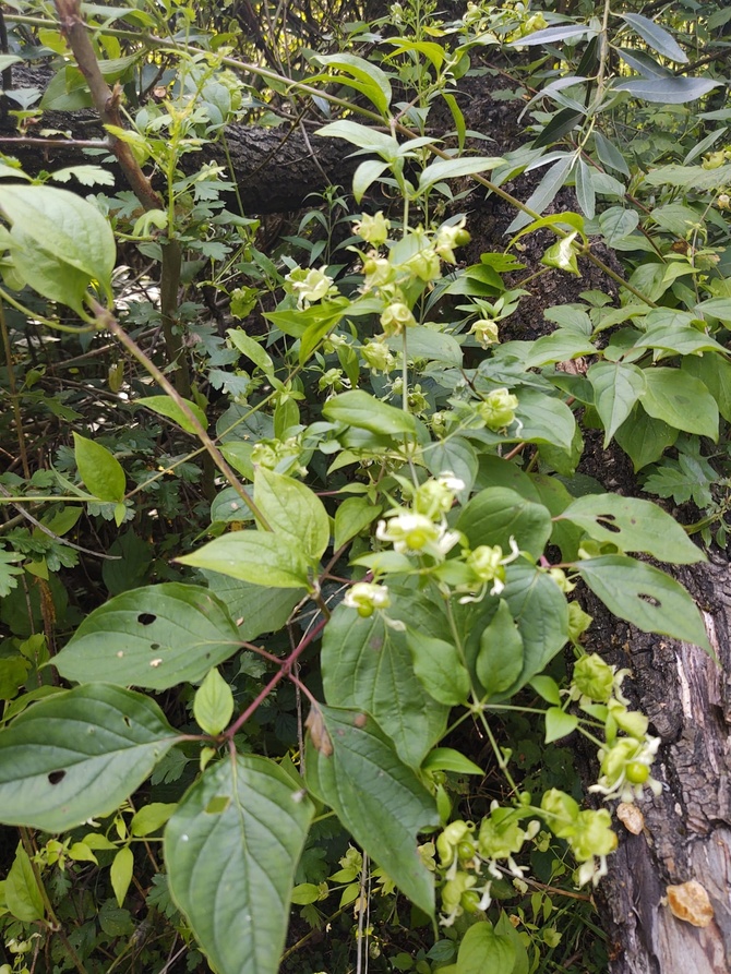 Wyżpin jagodowy (Silene baccifera (L.) Roth)