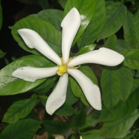 Gardenia - Kwiat Mł