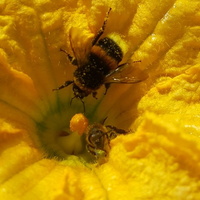 Pszczoła wychodzi trzmiel wchodzi