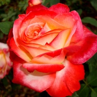  Róża Papageno Mac