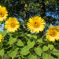 Słoneczniki,słoneczne kwiaty