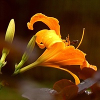  Słoneczny liliowiec