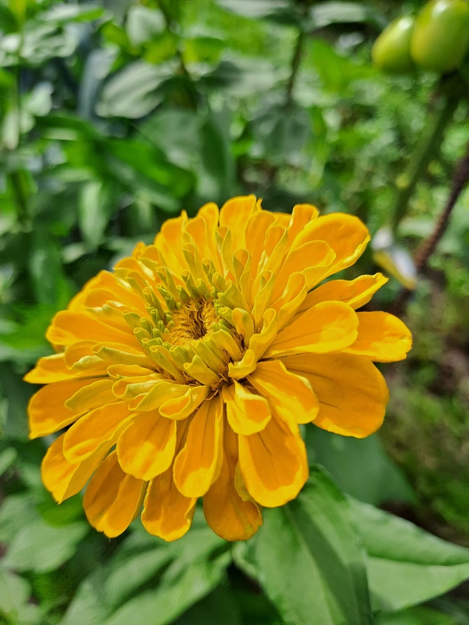 Żółta cynia - ozdoba rabatki kwiatowej .