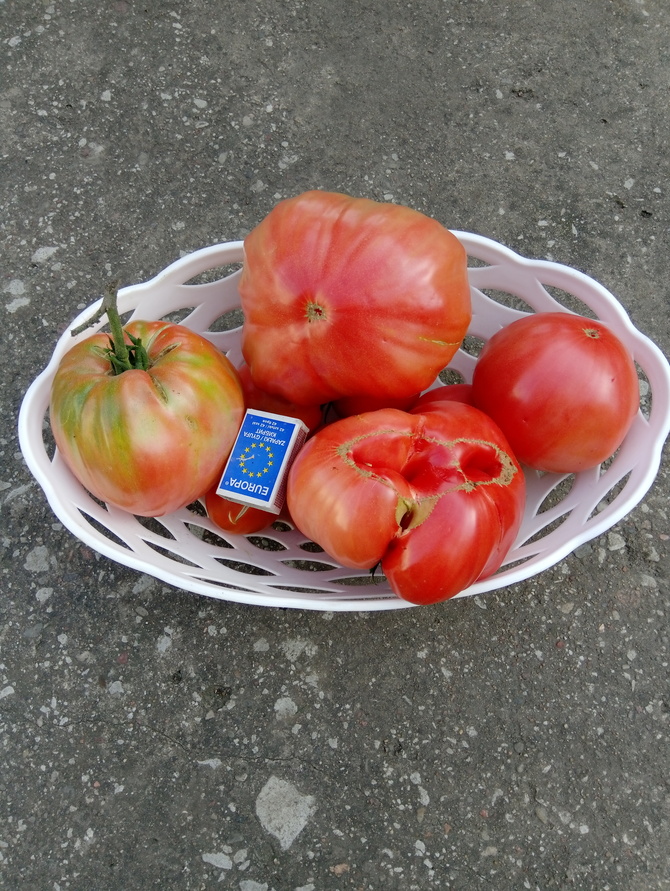 Pomidory z mojej uprawy.