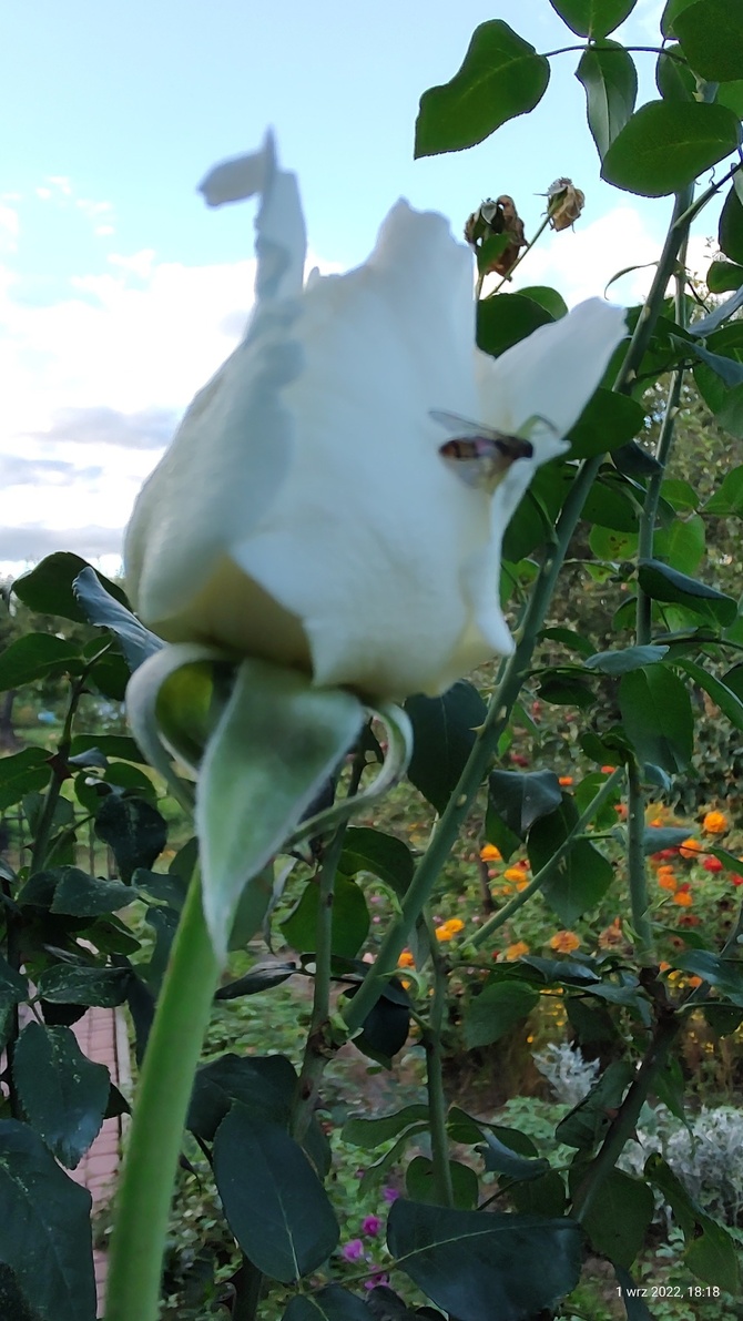 Róża biała (R. x alba L.)