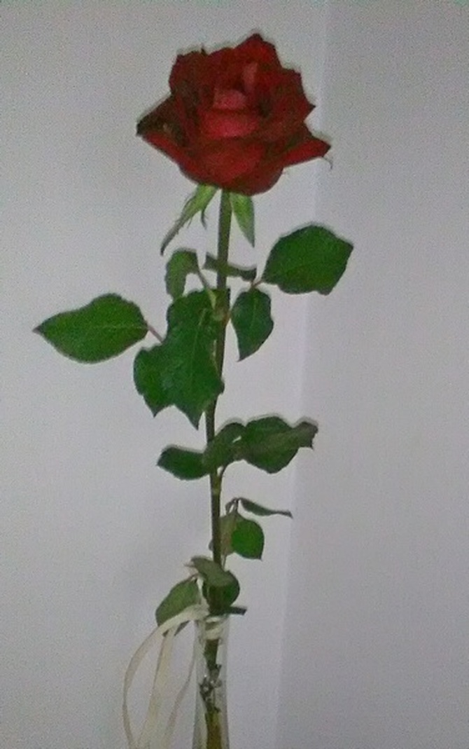 Róża dla Was