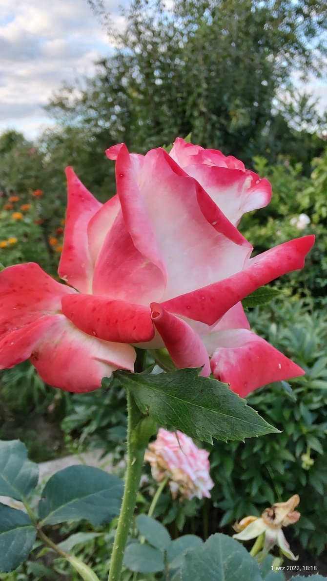 Róża (Rosa L.) 