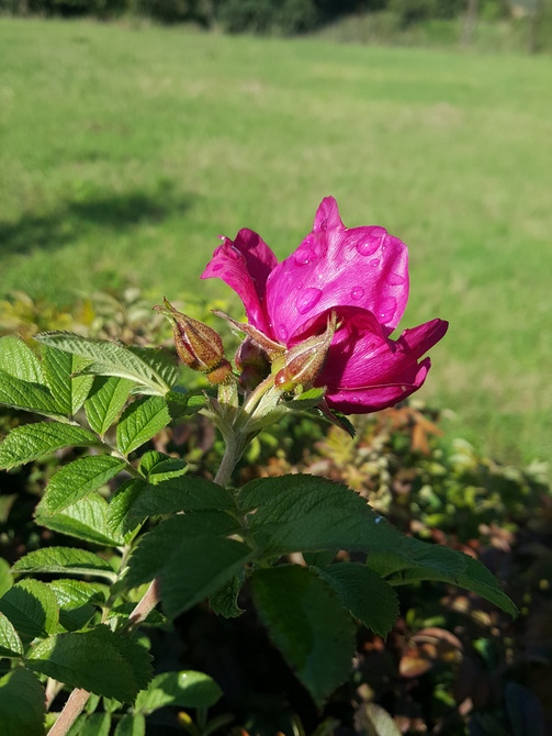 Róża ze spaceru...