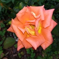 Róża łososiowa jw.