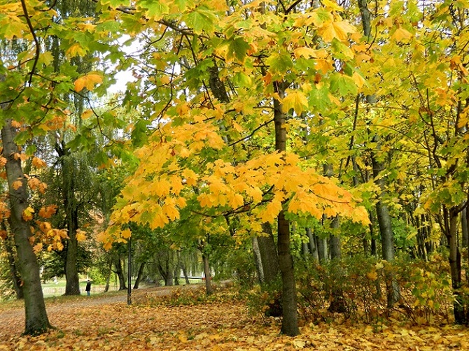Jesienny park:)