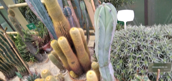 Kaktusiki....