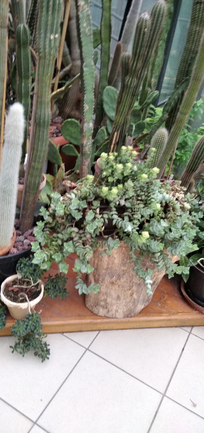 Na tle kaktusów