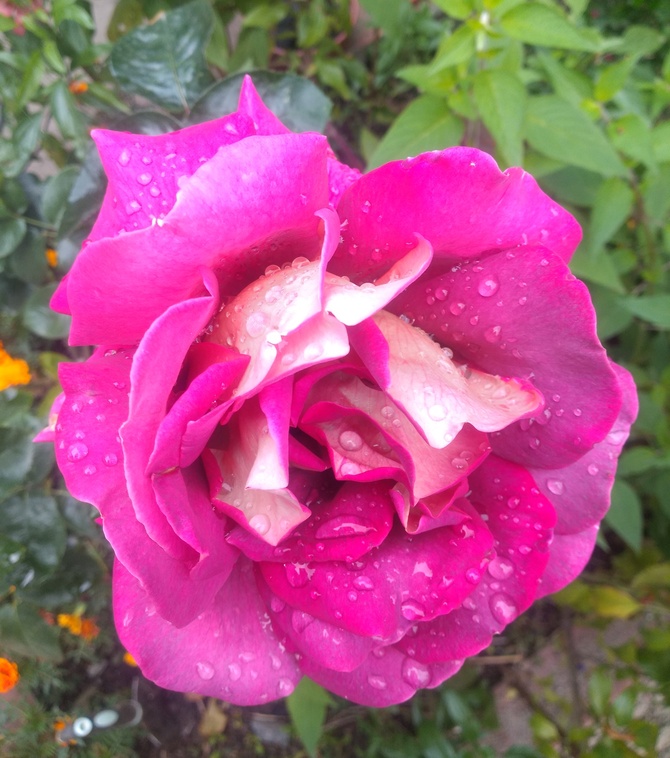 Róża dla dzisiejszych Solenizantek :)
