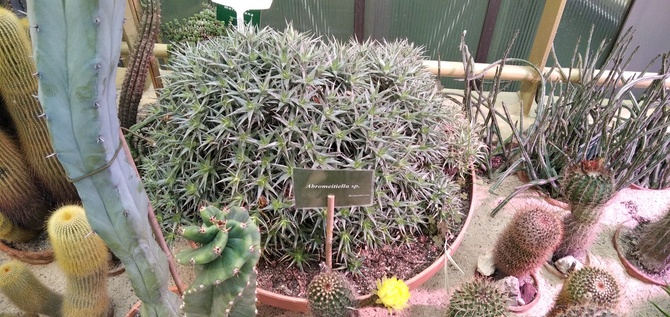 Sukulentowo kaktusowo....