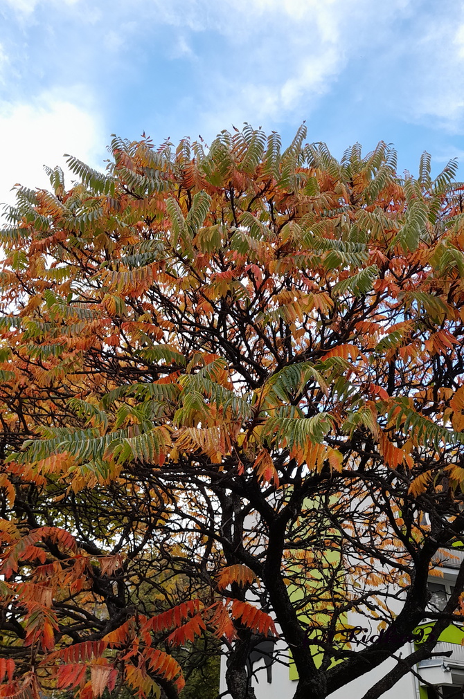 Sumak octowiec,kolory jesieni